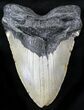 Large Megalodon Tooth - North Carolina #26480-1